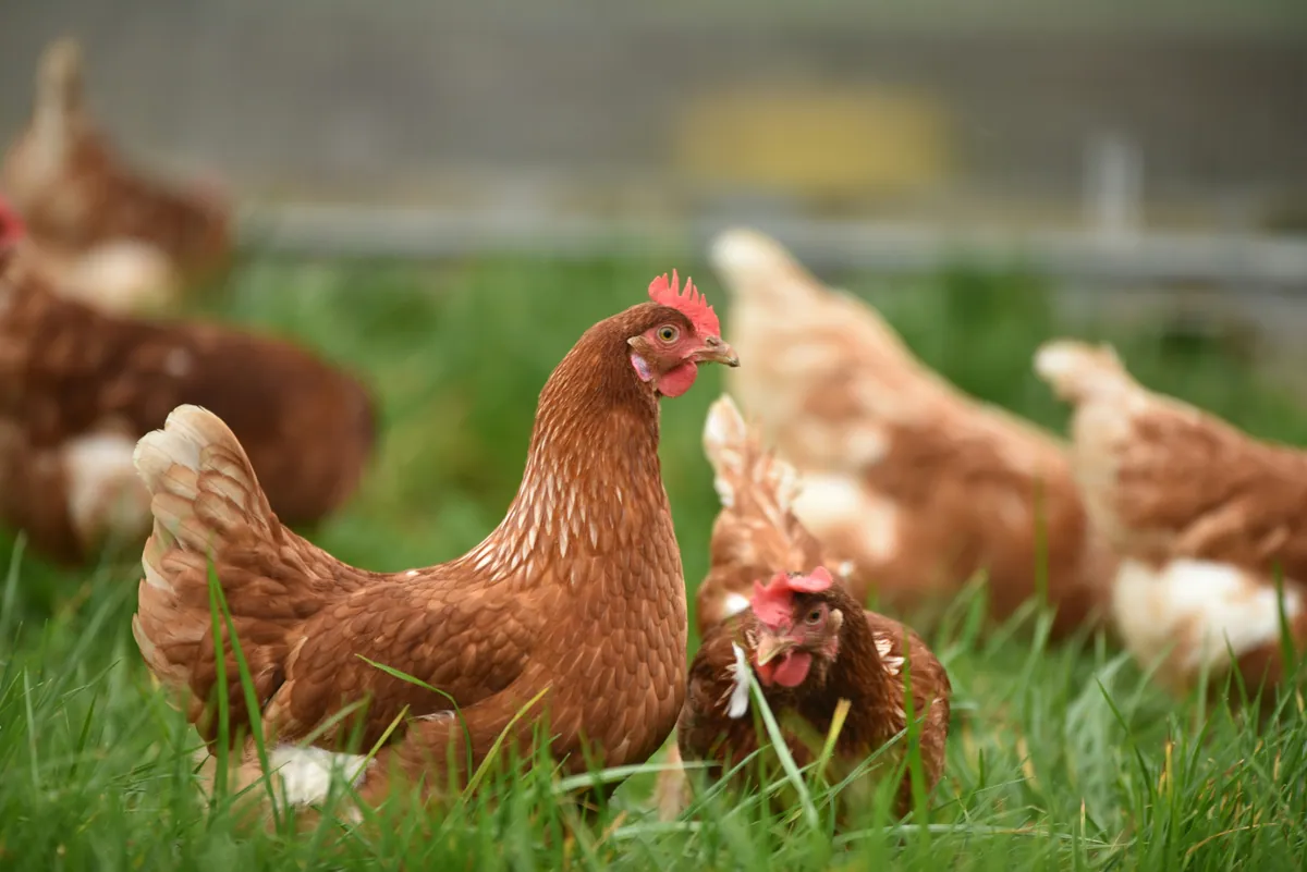 Gallinas en patio