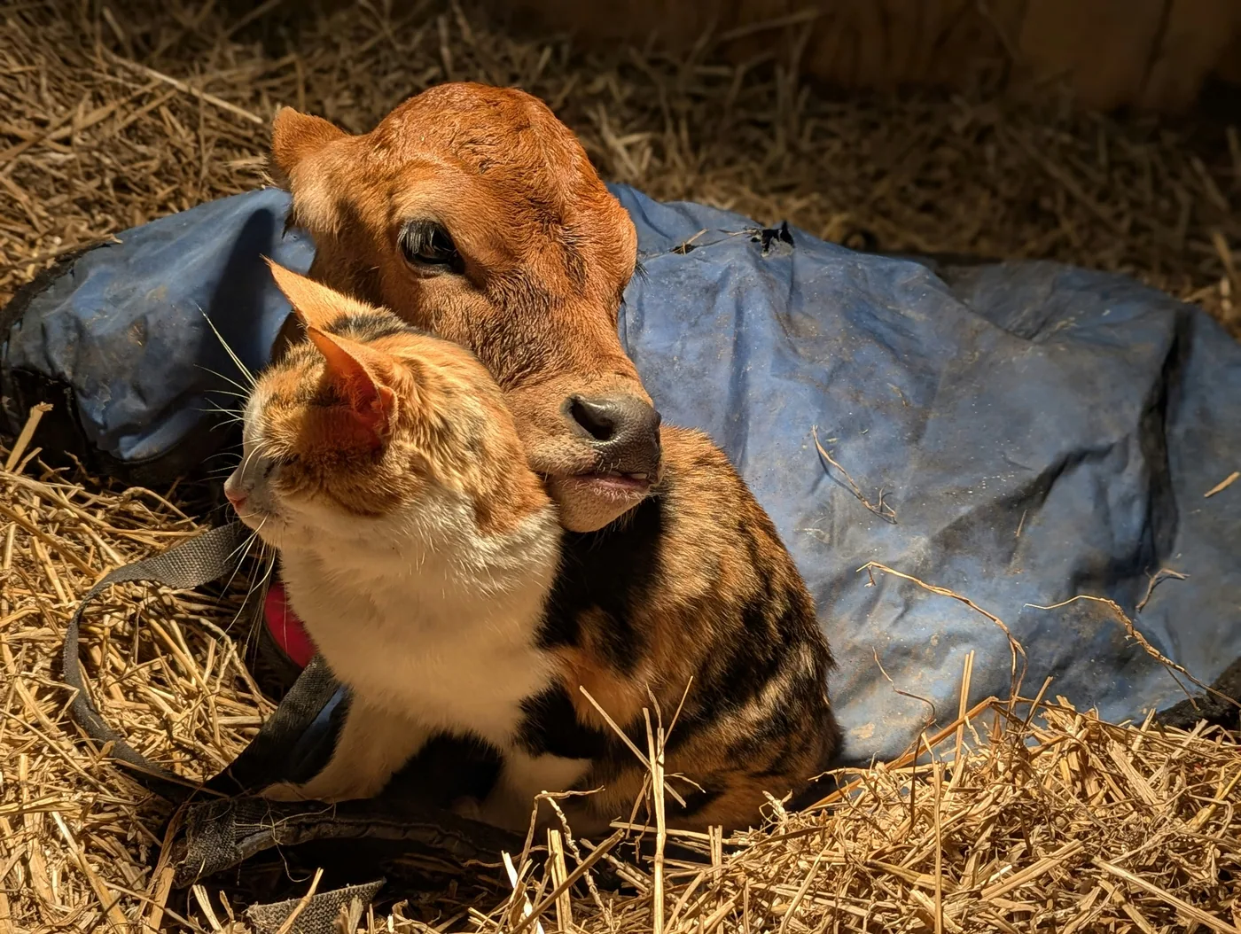 Gato y ternero juntos en Agrovet Roga