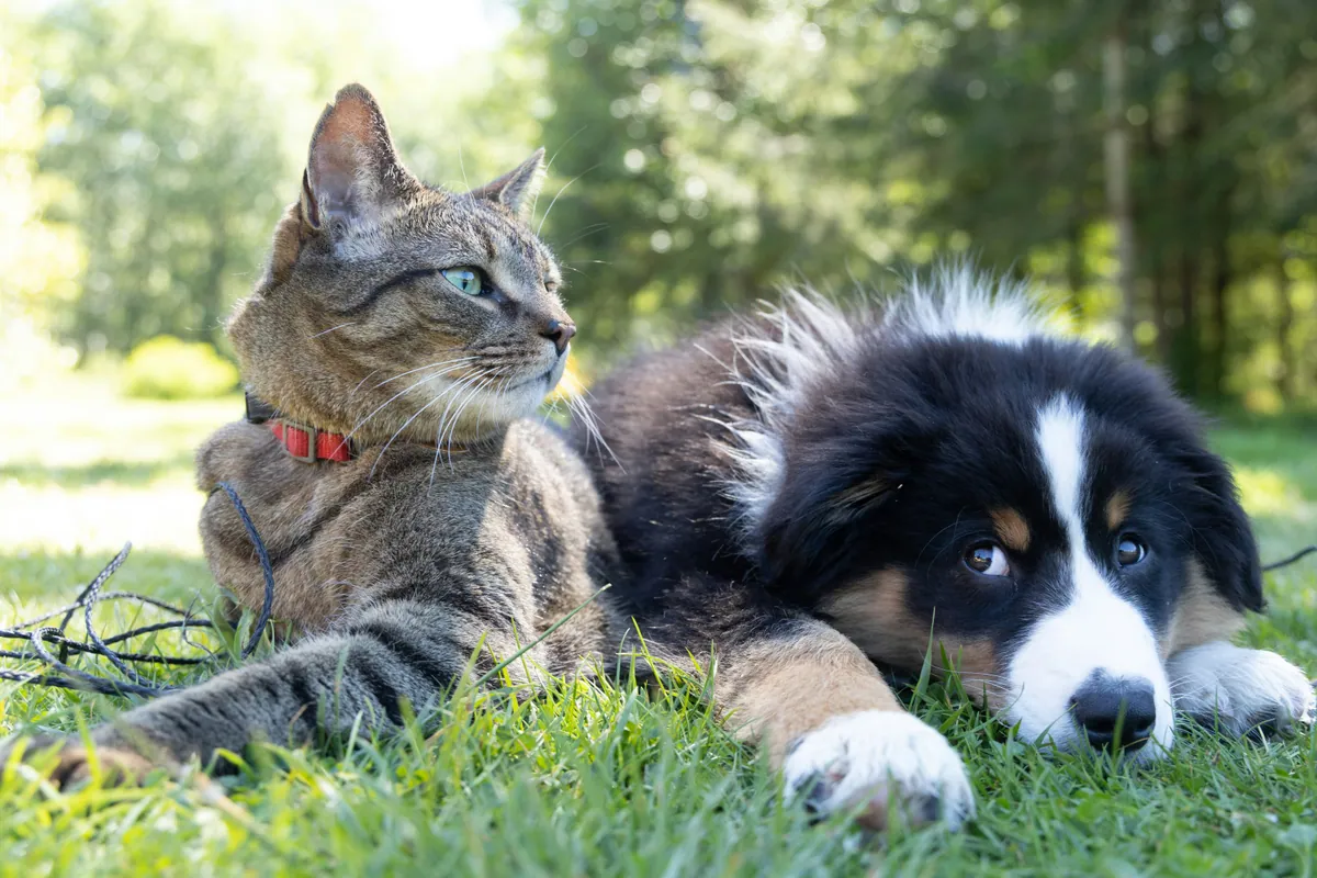 Perro y gato